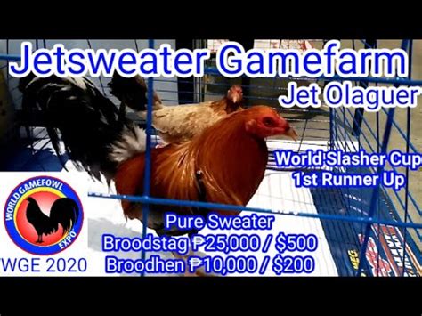 jetsweater fights|World Gamefowl Expo 2020 Jetsweater Gamefarm .